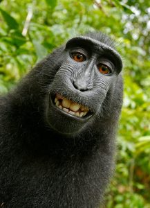 Gorilla with a big grin on his face, thinking he has outsmarted the bad buy
