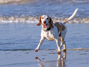 Happy dog at the beach -- but maybe you should think deeper than this!