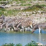 Watering hole ripe for attack