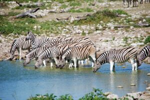 Watering hole ripe for attack